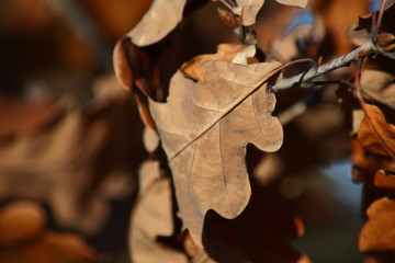 braune Blätter im Frühling 