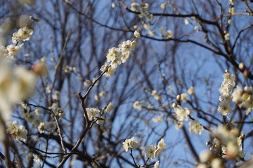 Brilliant Blooming Japanese Plum Blossoms