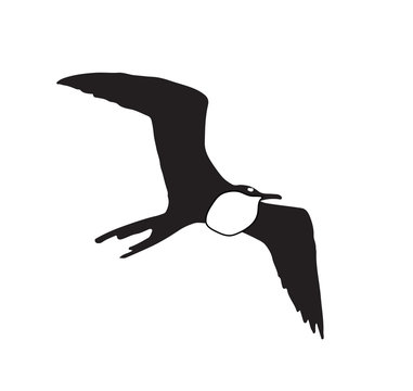 recommend clip art: frigate bird