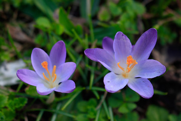 Spring purple crocuses flowers on green herbs background.