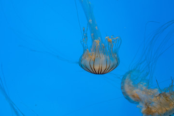 Jellyfish swimming in the open sea