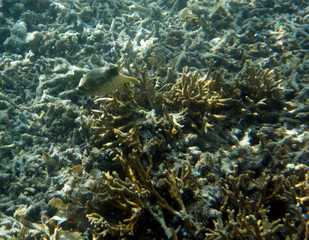 Fototapeta na wymiar Dog fish swimming in the reef