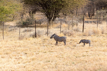 Fototapeta na wymiar Family of wild porks in Namibia