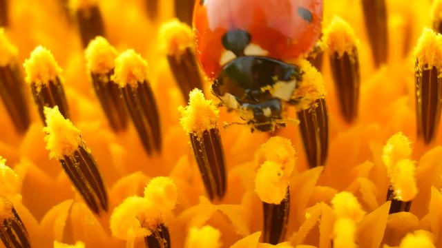 Red ladybug with pollen on yellow sunflower