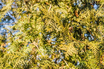 Green leaves are evergreen plants Thuja