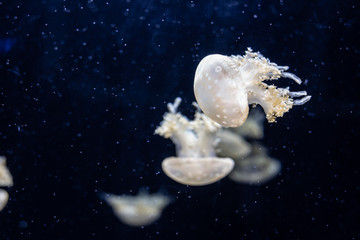 Naklejka na ściany i meble Jellyfish swimming in the open sea