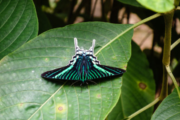 Clorful Urania leilus - day-flying moth in the Madidi Jungle, Bolivia