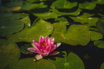 Water lily in the pond