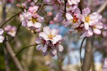 blAlmond blossom. Spring background blossoms Almond Jerusalim