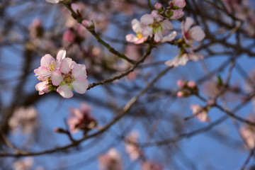 blAlmond blossom. Spring background blossoms Almond Jerusalim