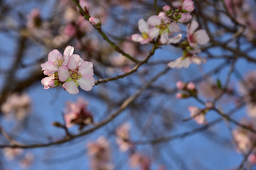 blAlmond blossom. Spring background blossoms Almond Jerusalim