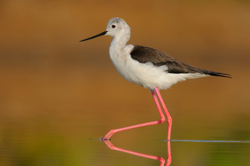 Black Winged Stilt - Himantopus himantopus -  Pernilongo - bird