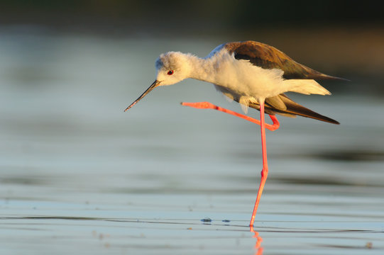 Black Winged Stilt - Himantopus himantopus -  Pernilongo - bird