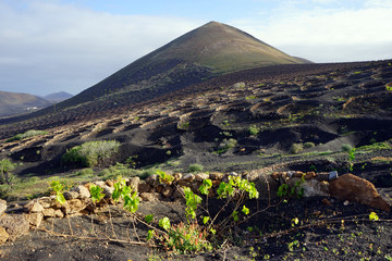 Young vineyard