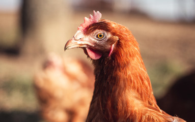 Close up portrait (blurred background) of brown hen in the garden on sunny day. Beautiful hen with  pretty eyes looking and posing to camera on barnyard. Chicken resting on the meadow at sunset.