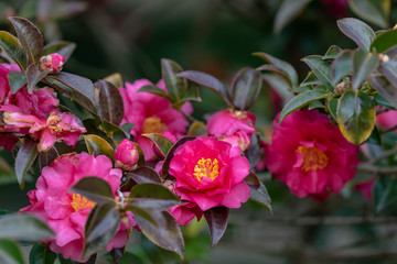 Flowers of camellia sasanqua