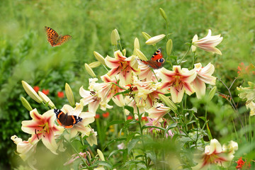 Lilien mit Schmetterlingen © K.-U. Häßler