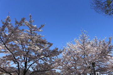 さくら