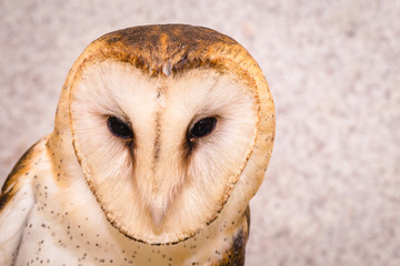 Owl face in high resolution, owl isolated.