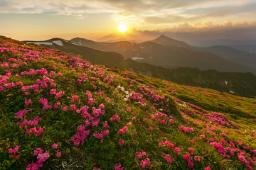 Flowering of Carpathian rhododendron on the Ukrainian mountain slopes overlooking the summits of Hoverla and Petros with a fantastic morning and evening sky with colorful clouds.