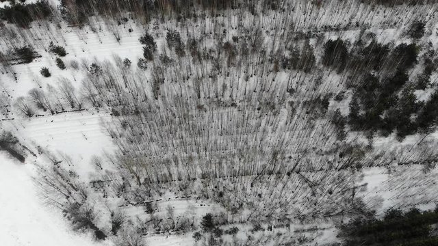 Aerial top view of winter pine forest in snow in day, drone shot