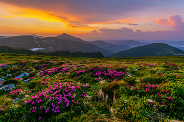 Flowering of Carpathian rhododendron on the Ukrainian mountain slopes overlooking the summits of Hoverla and Petros with a fantastic morning and evening sky with colorful clouds. - obrazy, fototapety, plakaty