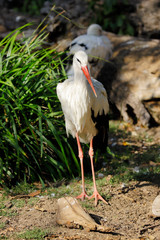 Full view of white stork is a large wading bird in the stork family Ciconiidae