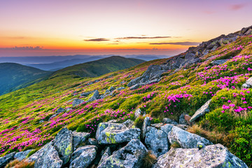 Flowering of Carpathian rhododendron on the Ukrainian mountain slopes overlooking the summits of Hoverla and Petros with a fantastic morning and evening sky with colorful clouds.