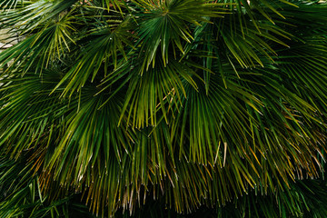 Fototapeta premium Palm leaves
