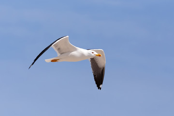 flying bird European Herring Gulls, Larus argentatus on blue sky, Helgoland island Germany