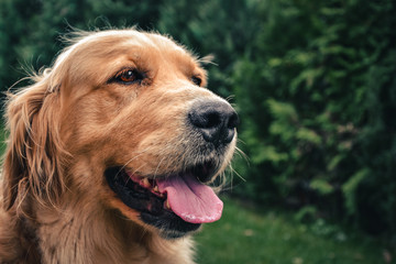 Close up portrait of female golden retriever posing to camera in garden (Right side composition).  Golden retriever dog smiling and sitting in park.