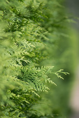 Thuja macro closeup. Healthy thuja branches and twigs green background with selective focus. Green thuja hedge