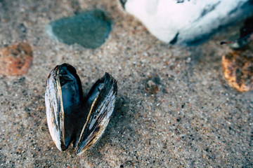 Heart Shaped Seashell