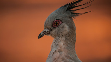 portrait of crested pigeon, australia 