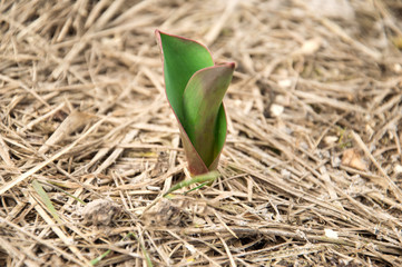 green sprouts germinate in spring. The seedling grows in the ground. The beginning of spring
