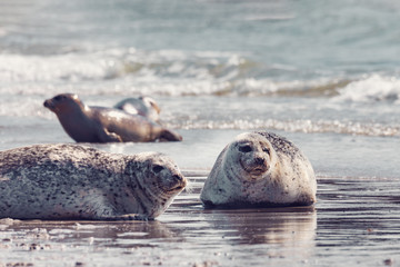 atlantic Harbor seal, Phoca vitulina, at the beach of island Helgoland, Dune, Germany in spring