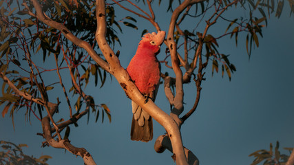 galah on branch in tree in beautiful evening light © meyblume
