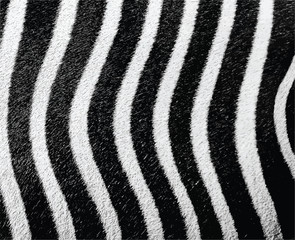 zebra pattern concept