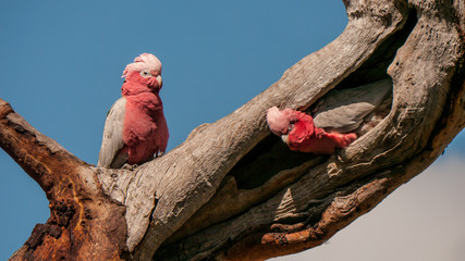 galahs searching for nesting hollow  © meyblume