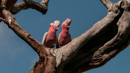 a pair of galahs in tree