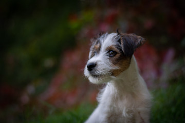 Cute Parson Russell Terrier Puppy in Autumn
