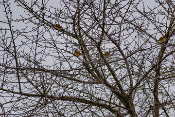 Birds on the tree, sparrows and titmice on the bushes with red rosehip berries.