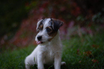 Cute Parson Russell Terrier Puppy in Autumn