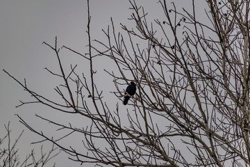 Black big crow sitting on a tree in winter in cloudy weather with clouds, gray everyday nature