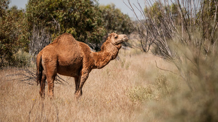 dromedary in australian outback 