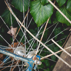 Detail of an abandoned old vintage rusty bicycle with ivy on the background found in rural shed in the Italian countryside.