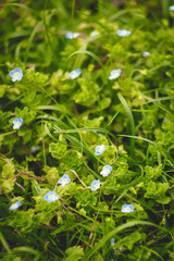 Fototapeta premium Small blue flower in a lawn. Portrait format.
