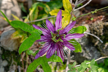 Purple Flower