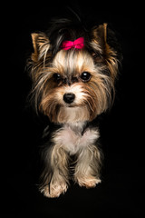 Biewer Yorkshire Terrier