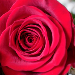Red rose close-up. Square format.